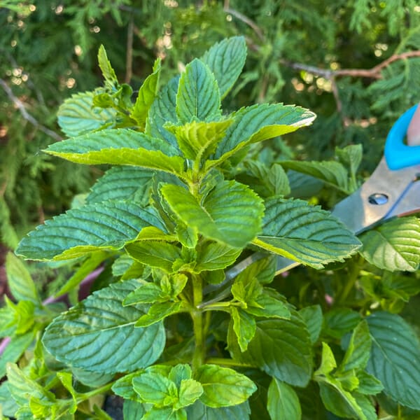 where to cut mint