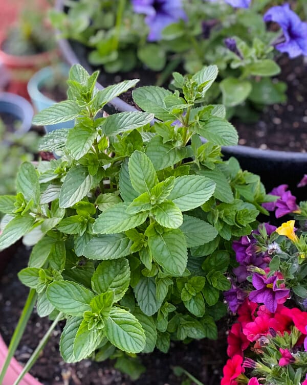spearmint in planter ready to harvest