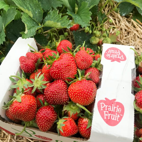 local strawberries in upick container