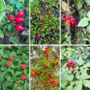 Red Berries – Edible or Not Edible?