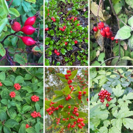 6 red berry photos