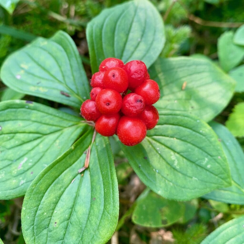 bunchberry cluster