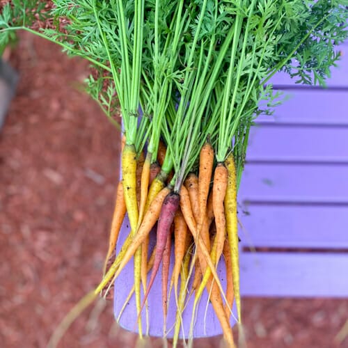 fresh garden carrots