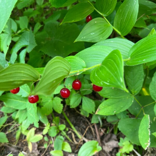 red berries showing underneath a green plant with oblong leaves in alternate position along a long twisted stem