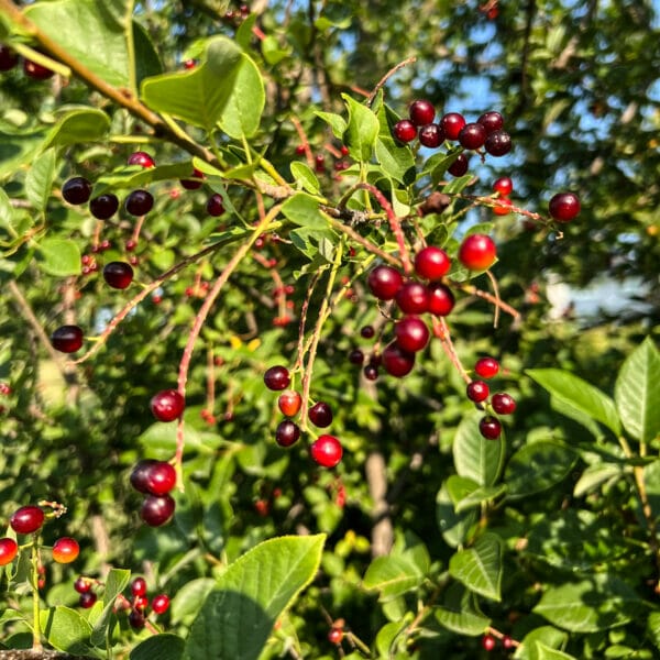 Red Berry Tree Identification: 18 Berry Tree & Bush Types (Summer