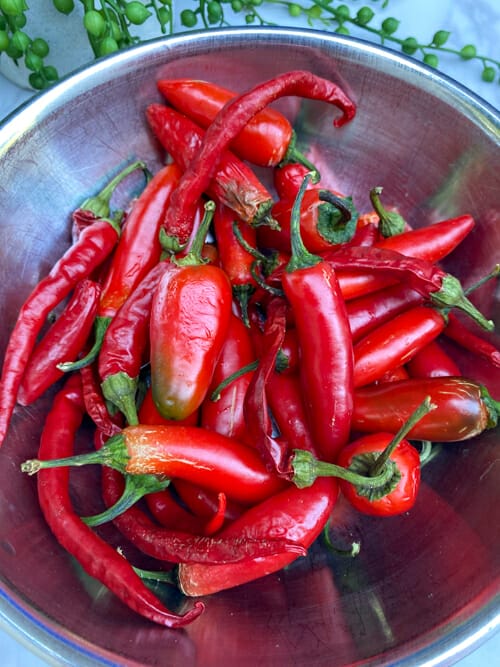 hot peppers in bowl