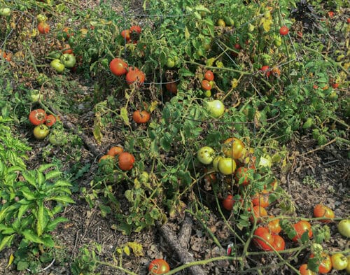 end of summer tomato patch