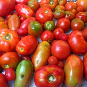 How to Store and Preserve Garden Tomatoes – End of Tomato Season