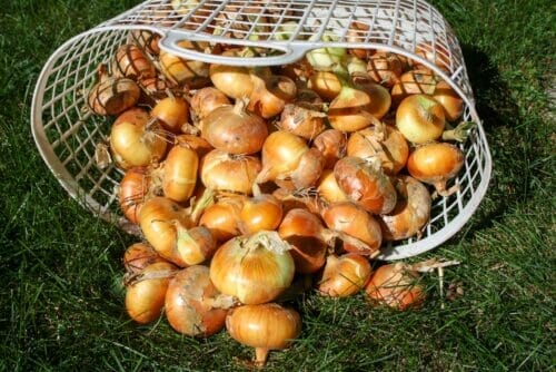basket of onions on the lawn
