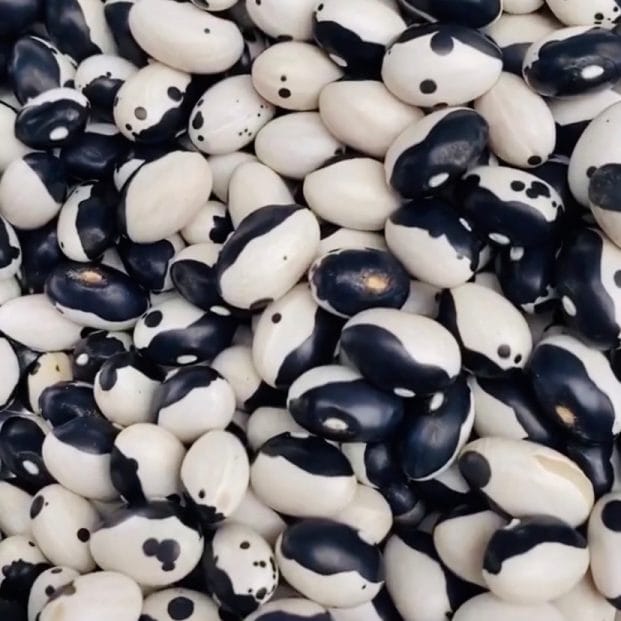 Close up of black and white orca beans