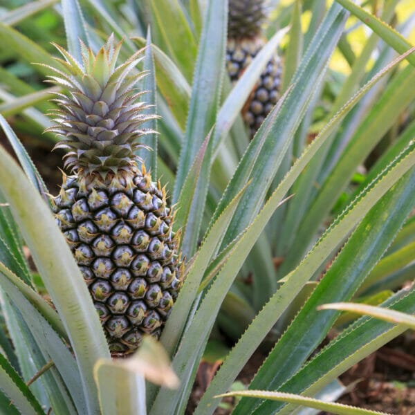 pineapple growing on plant