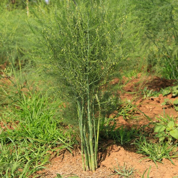fully grown asparagus plant