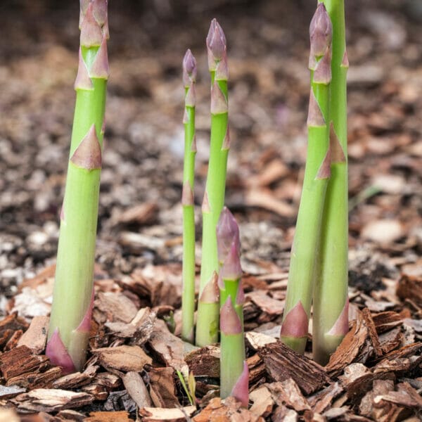 asparagus coming out of ground