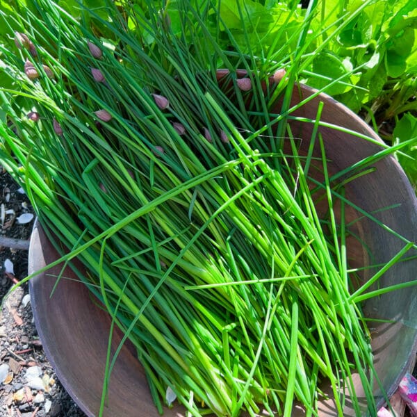 freshly cut chives outside in bowl