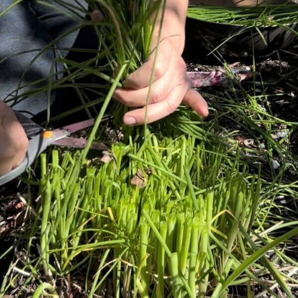 scissors and hands cutting chive patch