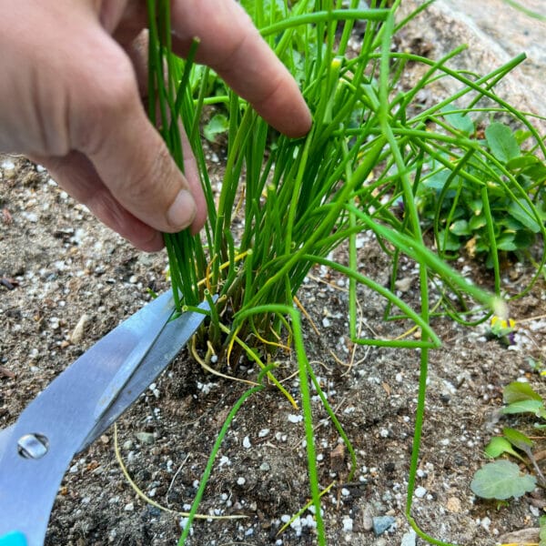 snipping a few chive stems small plant