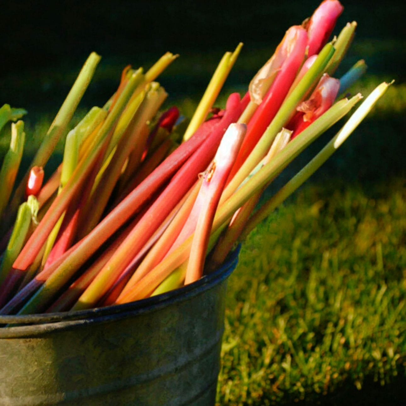rhubarb stems in pail at sunset