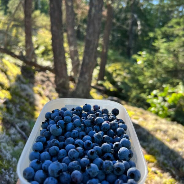fresh blueberries in container in woods