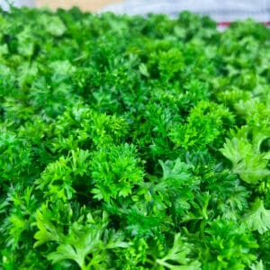close up of fresh parsley leaves