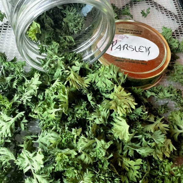 dried parsley spilling out of jar on side