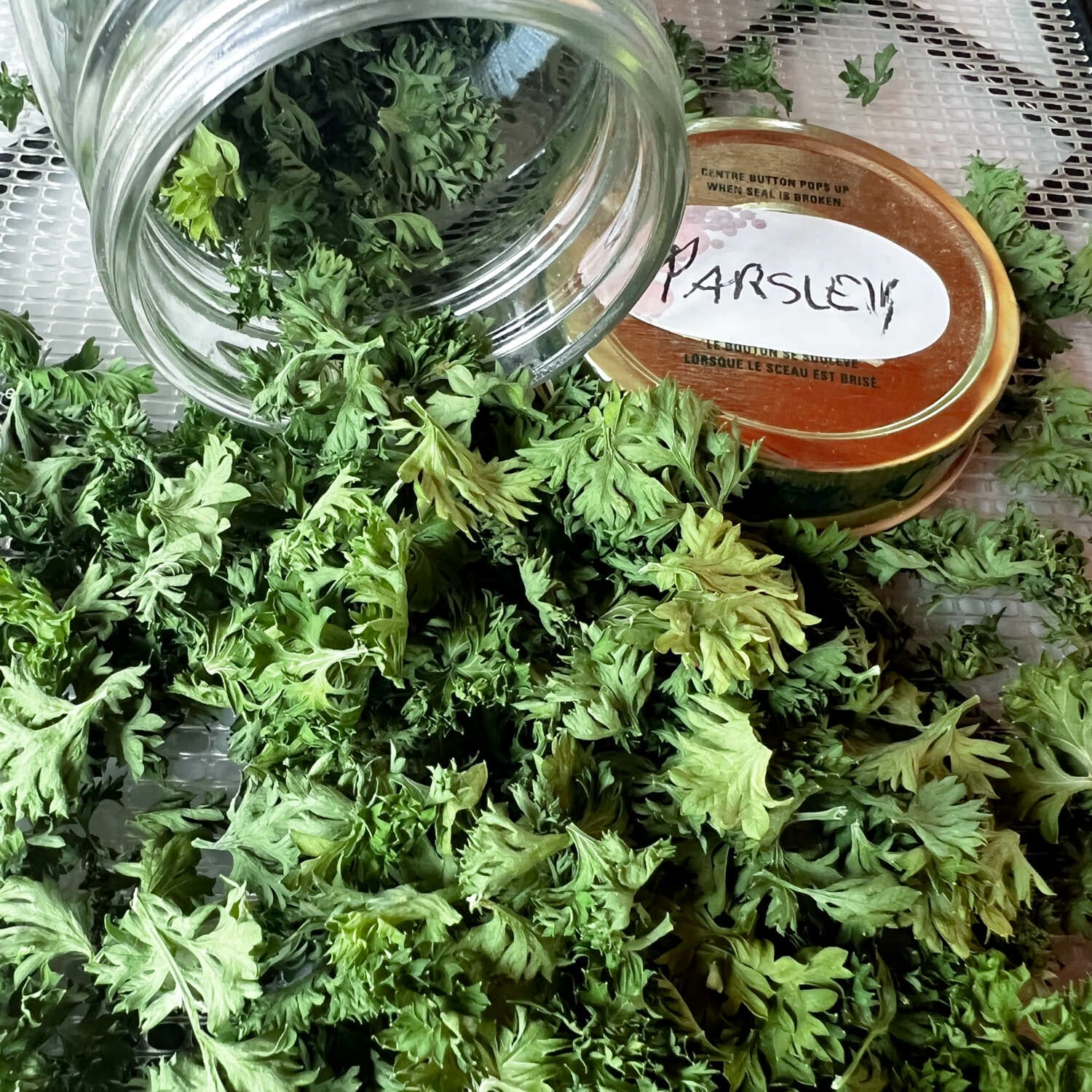 How to Dry Parsley – Using a Dehydrator, Oven, Microwave or Air Drying