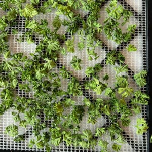 dried parsley on mesh tray