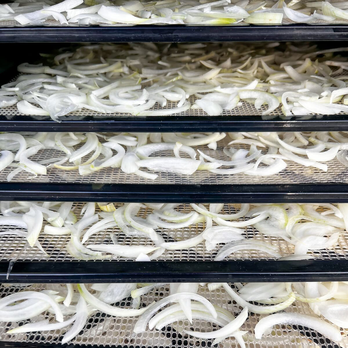 raw onion slices spread on multiple dehydrator trays