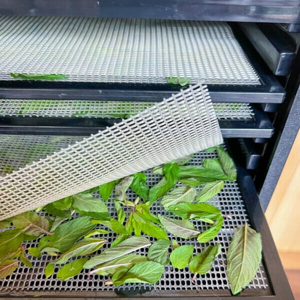 Dehydrating Herbs: Step by Step Guide - Dehydrator Spot