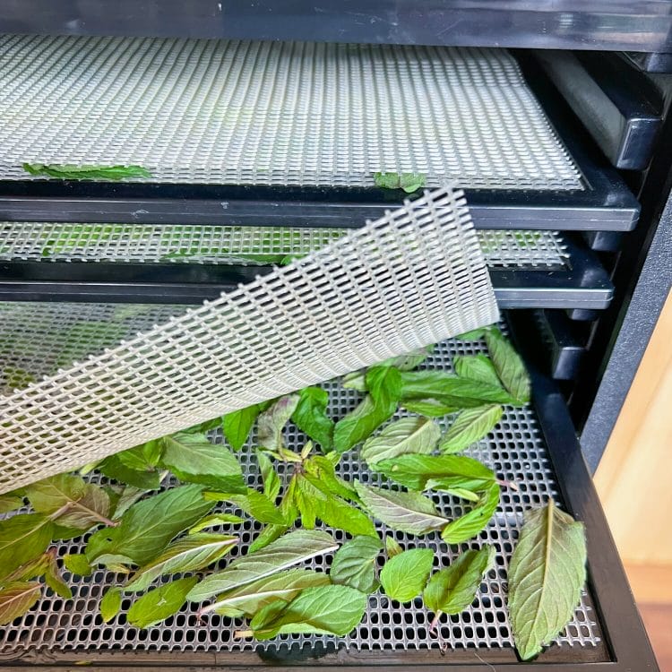 mint on mesh tray in dehydrator with mesh on top