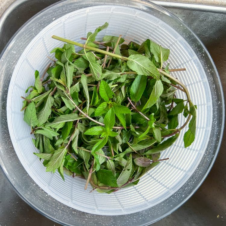 freshly harvested mint stalks in salad spinner