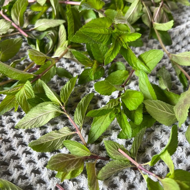 mint stems on towel to dry