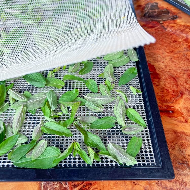 mint leaves in single layer on mesh tray with mesh to cover