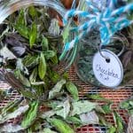 dried mint leaves spilling out of tipped jar with full jar labelled chocolatea mint