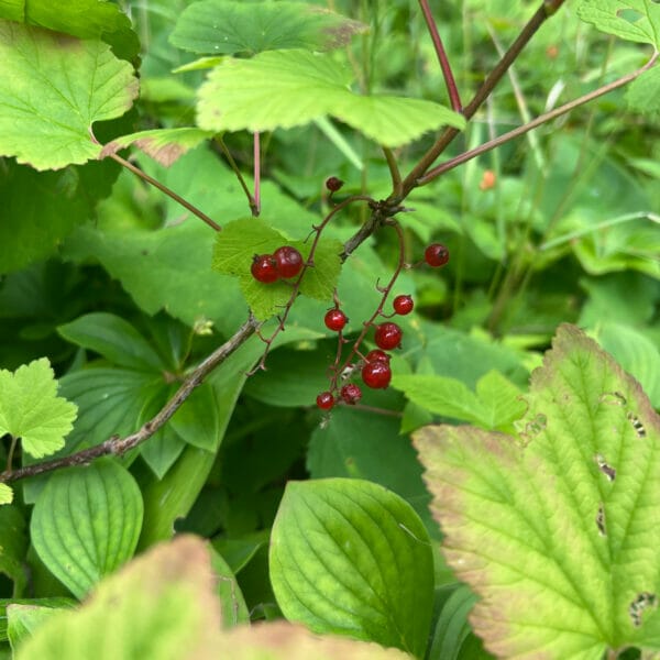 Red Berries - Edible or Not Edible?